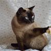 Молодой шотландский кот окраса колор-поинт в добрые руки.