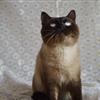 Молодой шотландский кот окраса колор-поинт в добрые руки.
