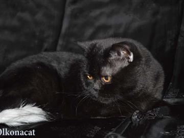 Котик черный шотландский в добрые руки.